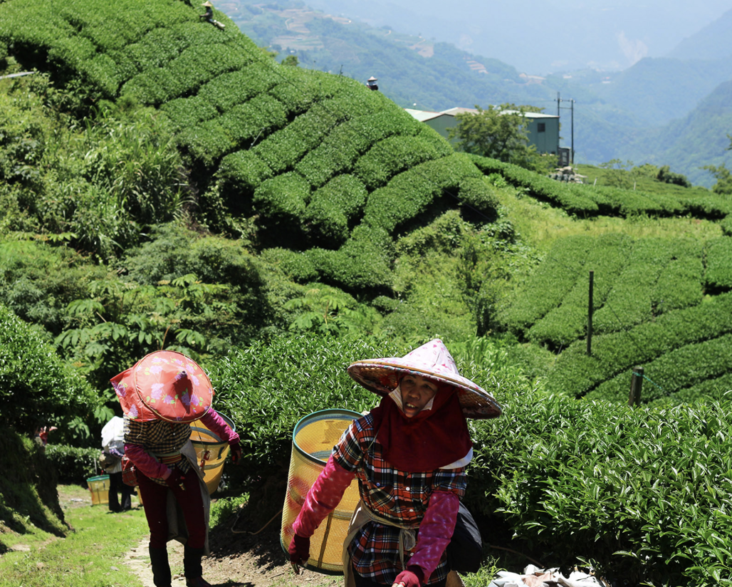 Tản mạn về trà Olong Đài Loan. (Phần 1)