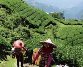 Tản mạn về trà Olong Đài Loan. (Phần 1)