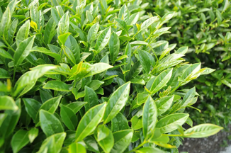 Trà Olong Lê Sơn Đài Loan (Lishan)