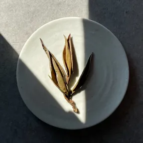 Bạch trà là trà gì ?