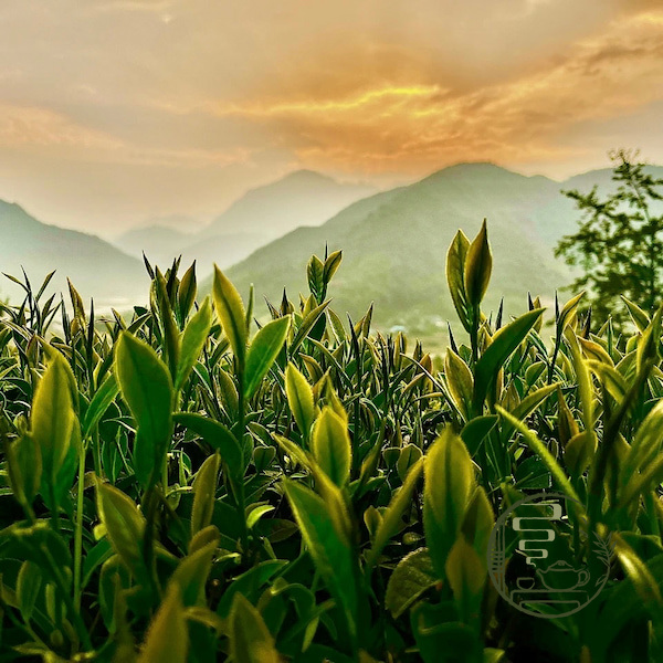 Tản mạn về trà Olong Đài Loan. ( Phần 4)