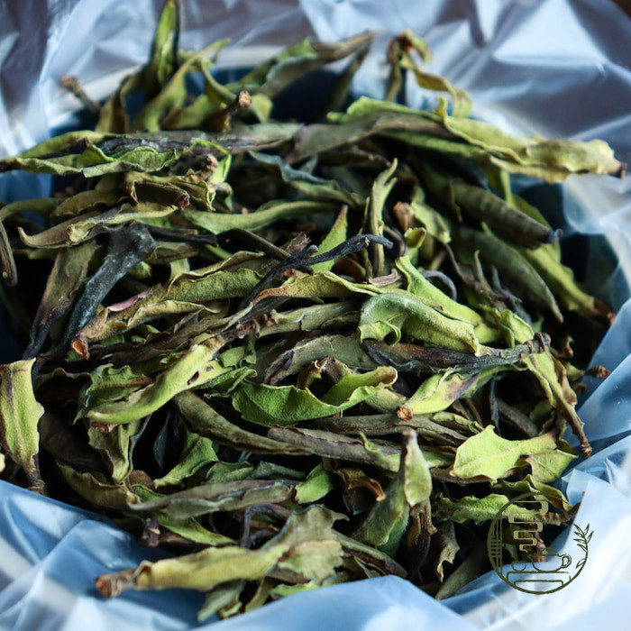 Bạch trà cổ thụ hoang dã Vân Nam 2024