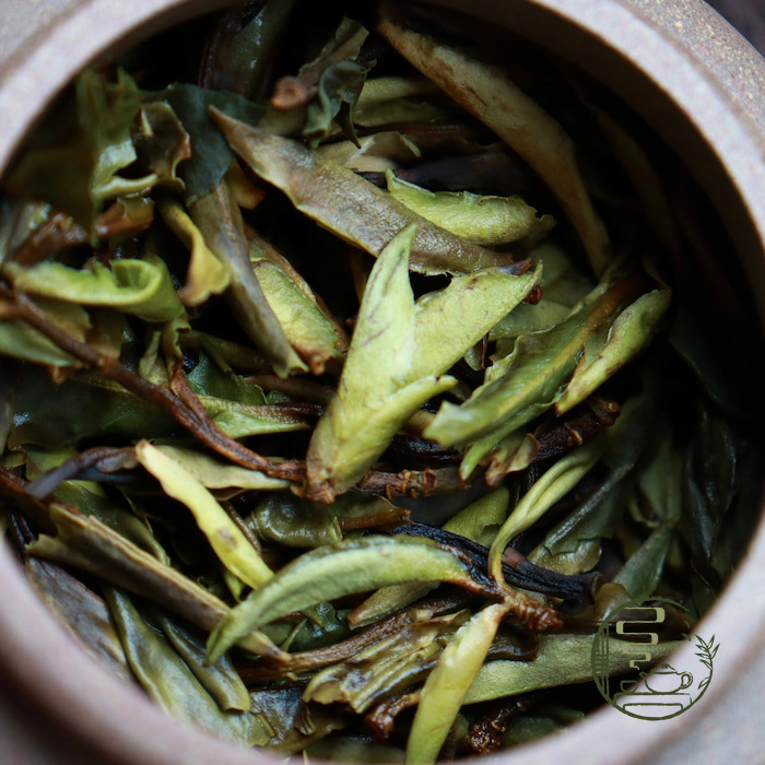 Bạch trà cổ thụ hoang dã Vân Nam 2024