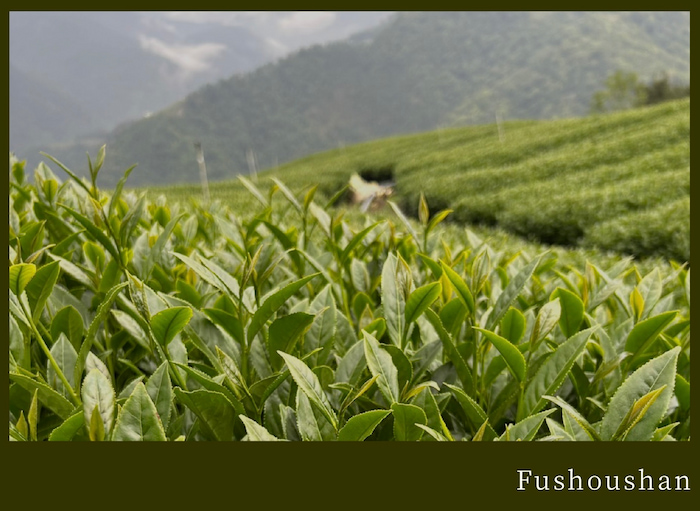 Trà-Olong-Phuc-Tho-Le-Sơn 11.jpg