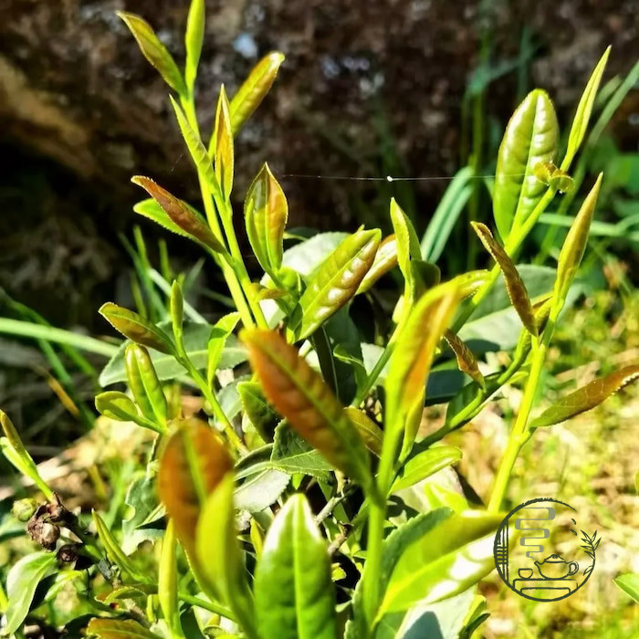 tusavothanh-thiết quan &acirc;m 05-2.jpg