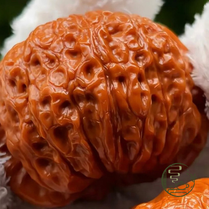 Hồ Đào Văn Ngoạn Huyết Kỳ Lân.